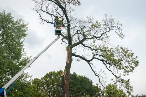 Reliable Stephens City, VA Tree Service Solutions